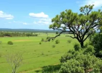 Cerrado em Pé